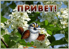Картинка весенняя картинка привет с птичкой