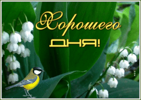 Открытка видео открытка хорошего дня