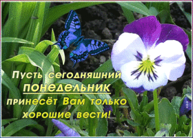 Картинка видео открытка с понедельником