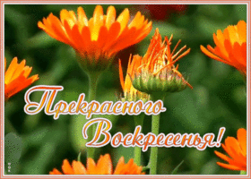 Открытка видео открытка с воскресеньем