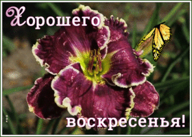 Картинка виртуальная открытки с воскресеньем