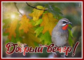 Postcard волшебная открытка добрый вечер с птичкой
