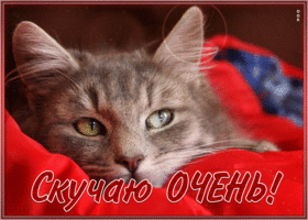 Postcard выразительная открытка скучаю очень с котиком