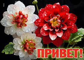 Picture яркая картинка привет