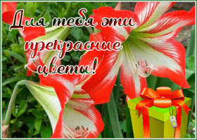 Picture яркая открытка для тебя эти прекрасные цветы