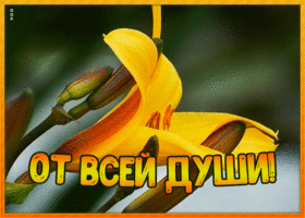 Картинка яркая открытка с лилией