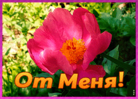 Картинка яркая открытка с пионом