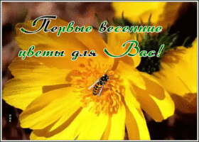 Картинка яркая открытка весенние цветы