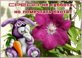 Открытка забавная открытка со средой