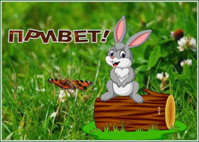 Postcard замечательная картинка привет с зайкой