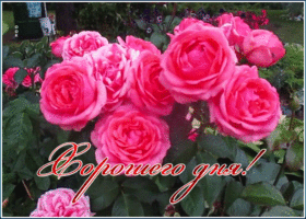 Картинка замечательная открытка хорошего дня