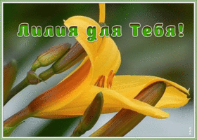 Картинка живая открытка с лилией