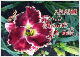 Картинка живая открытка с лилиями