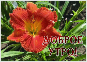 Postcard живая открытка доброе утро с ярким цветком