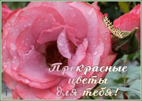 Postcard живая открытка прекрасные цветы для тебя