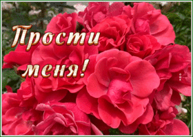 Picture живая открытка прости с яркими цветами